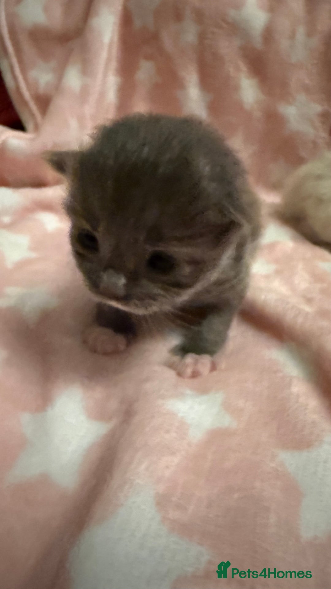 Ragdoll cats for sale: Stunning Ragdoll Kittens girl and boys  - Advert 21