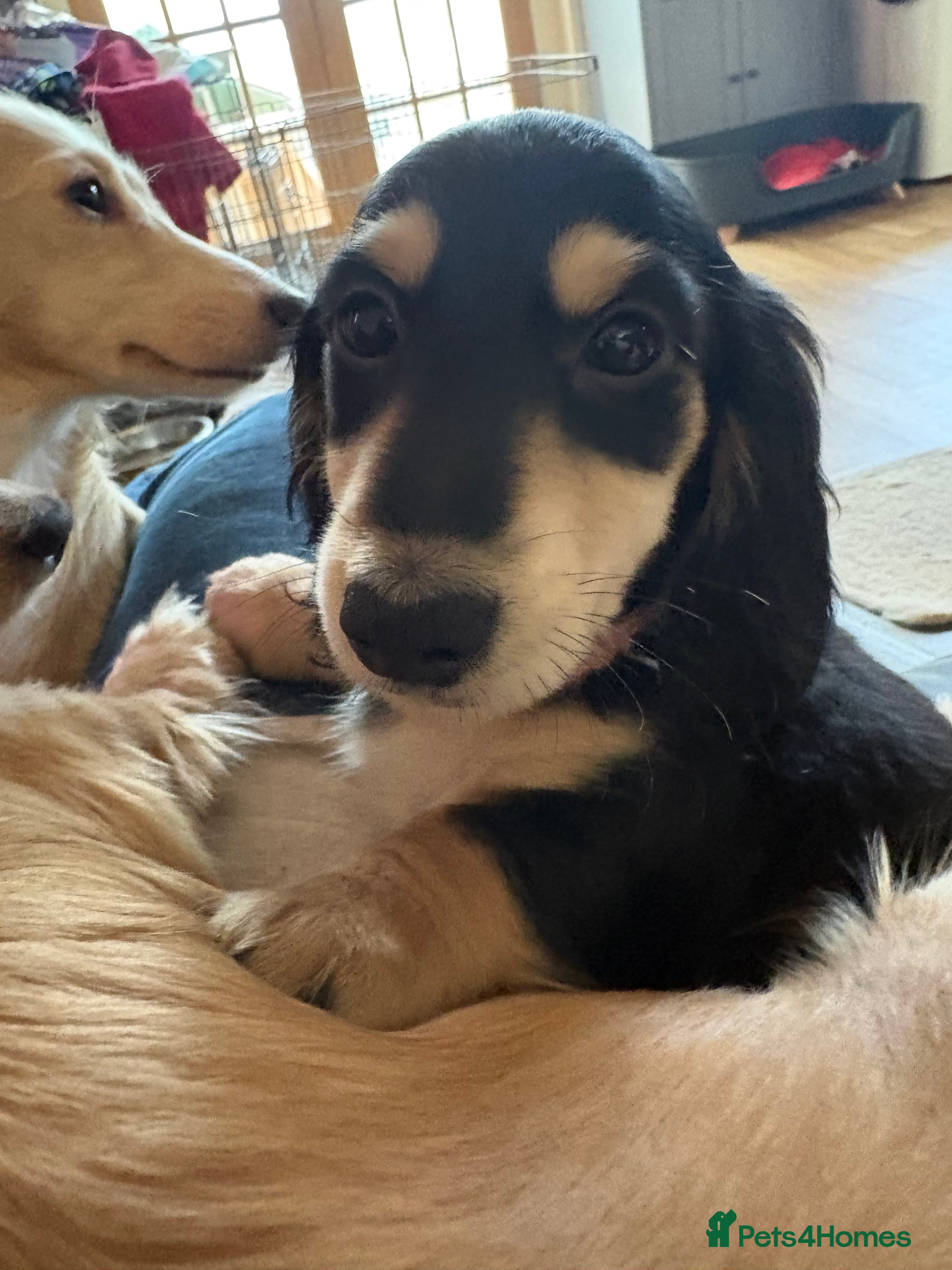 Miniature Dachshund dogs Stunning litter of Mini Long Haired Dachshunds - Advert 2