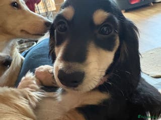 Miniature Dachshund dogs Stunning litter of Mini Long Haired Dachshunds - Advert 7