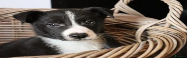 Border Collie Puppy 2