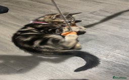 Mixed Breed cats for sale: 4 stunning tabby kittens - Image 10