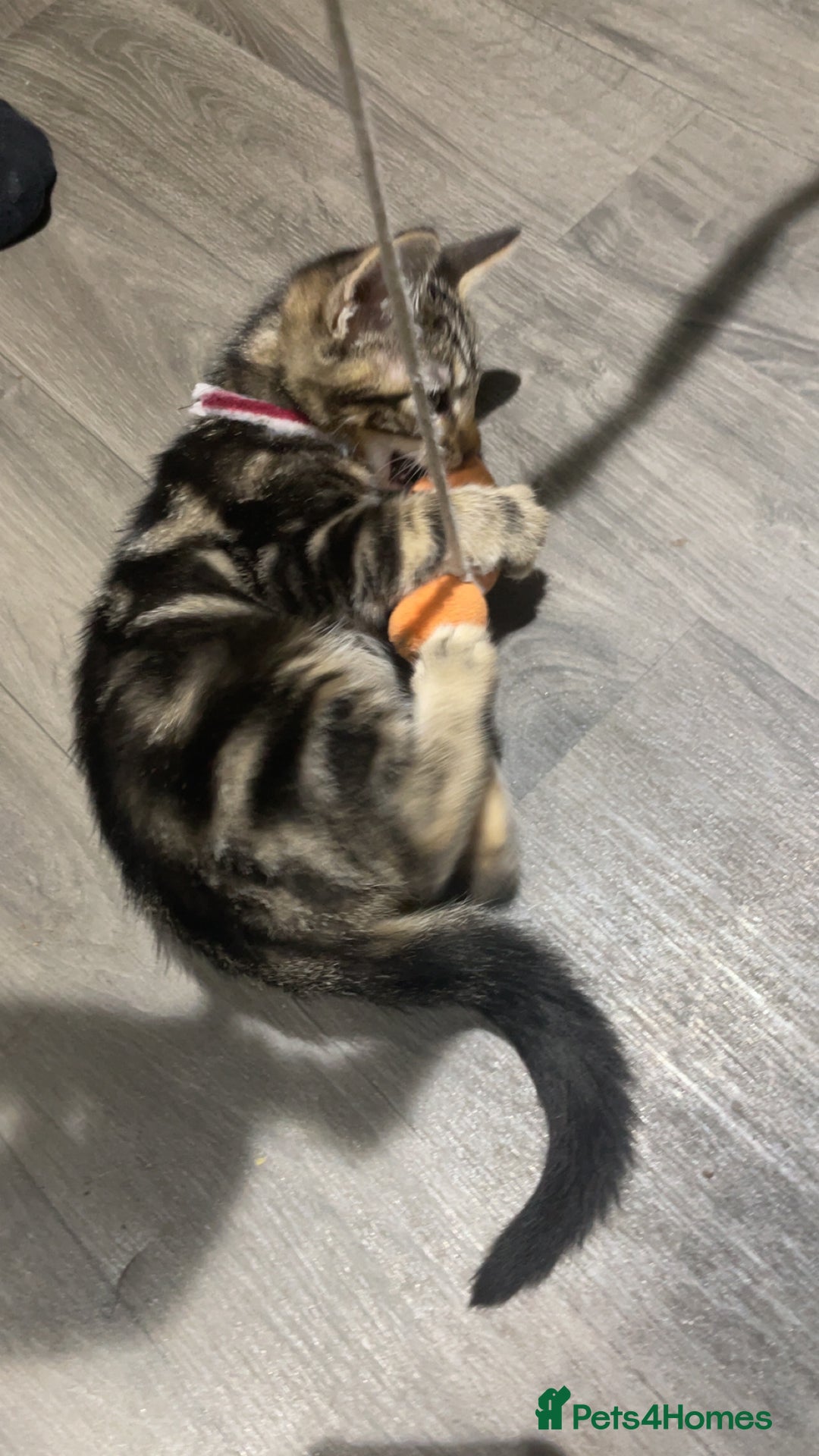 Mixed Breed cats for sale: 4 stunning tabby kittens - Image 10