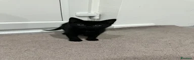 Mixed Breed Kitten 2