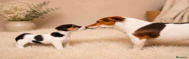 Jack Russell 1