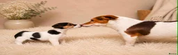 Jack Russell dogs for sale: Jack russel puppies in Crook - Advert 4