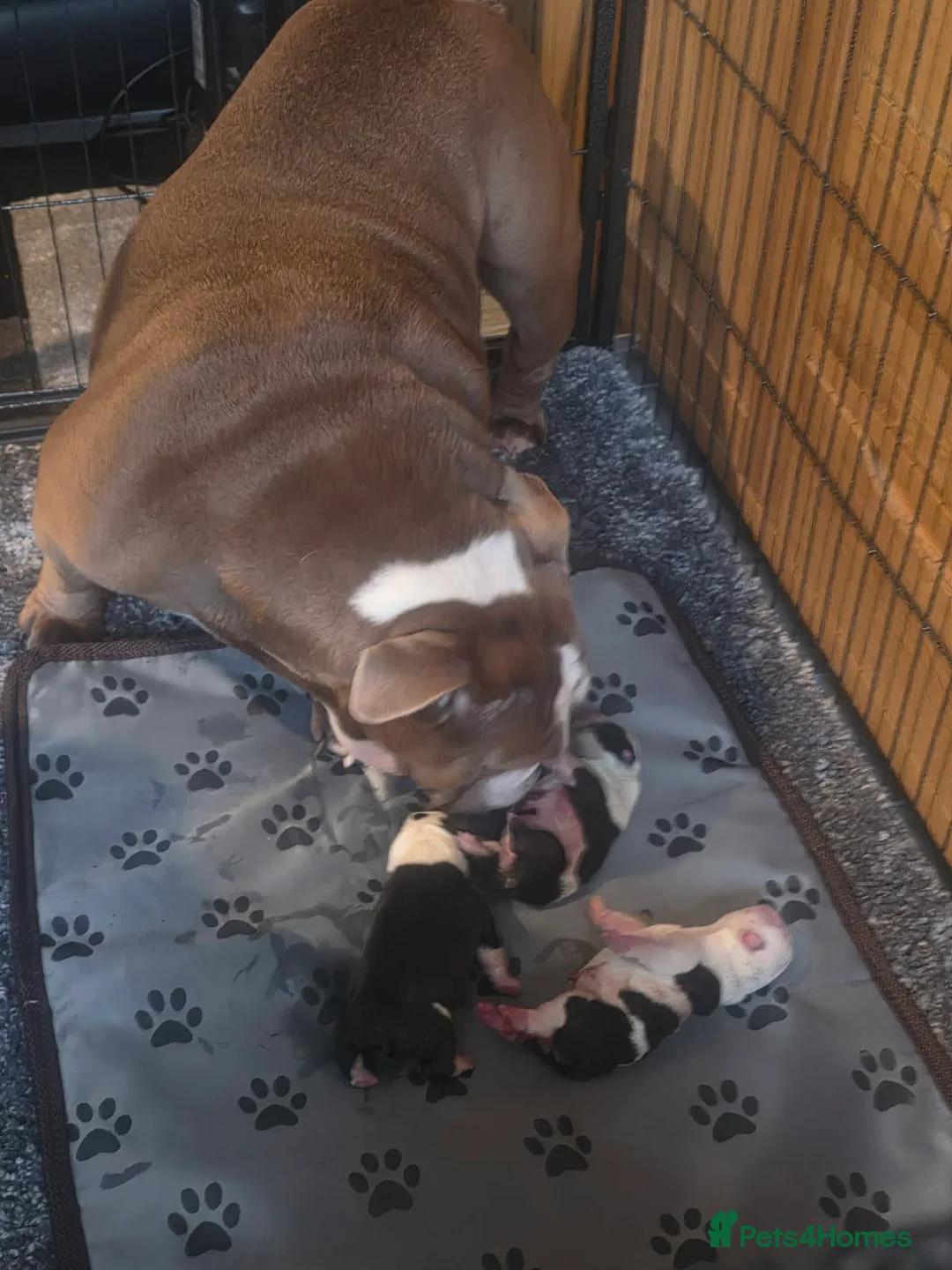 English Bulldog dogs for stud: For Stud: George (red/white) PROVEN in Brighouse - Advert 15