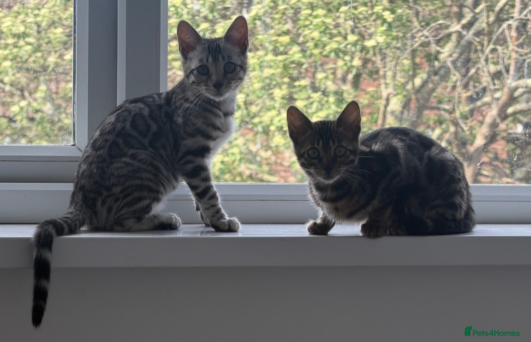 Bengal cats BENGAL 🔥 KITTENS TICA REGISTERED  - Advert 4