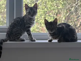 Bengal cats BENGAL 🔥 KITTENS TICA REGISTERED - Advert 4