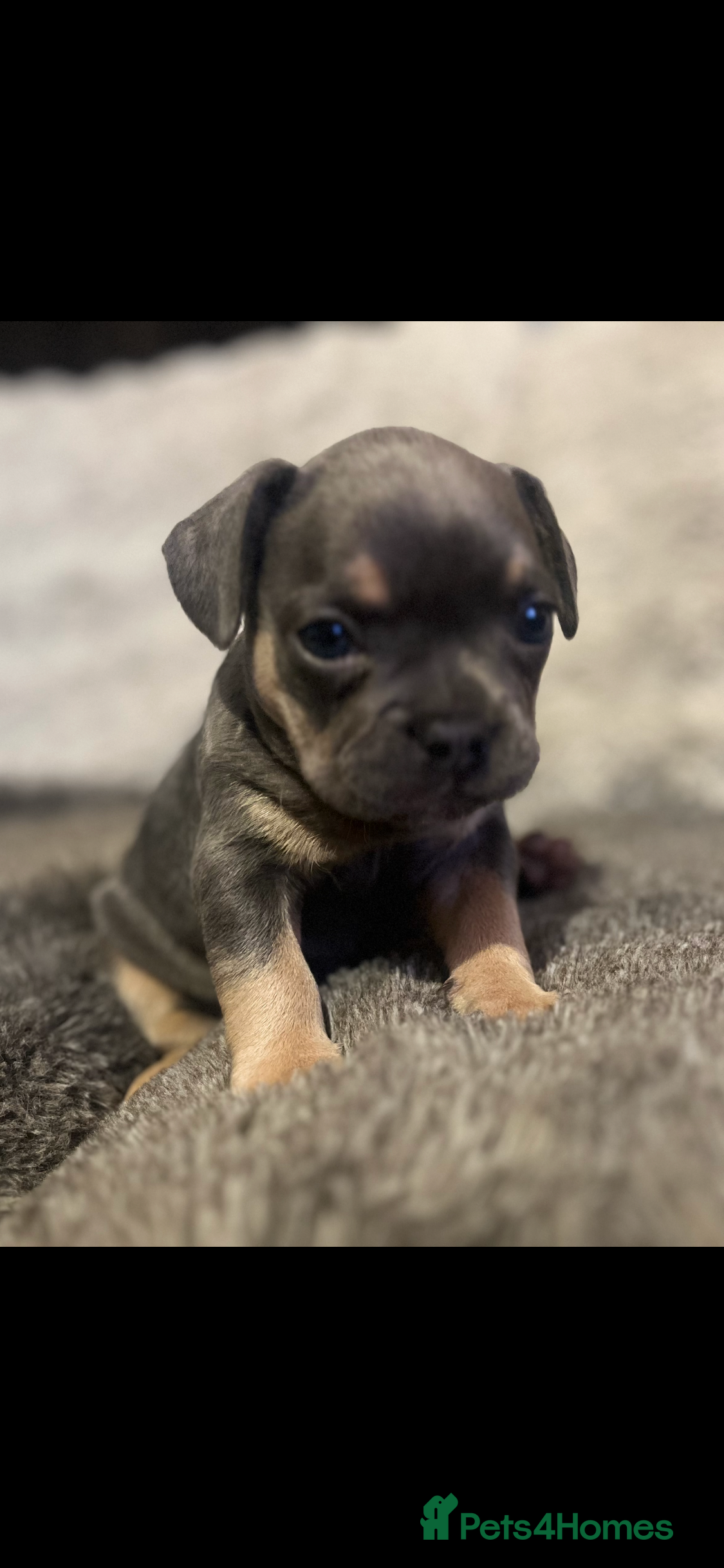Mixed Breed dogs  French bulldog 1/4 chihuahua puppies  - Advert 1