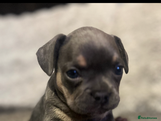 Mixed Breed dogs French bulldog 1/4 chihuahua puppies - Advert 1