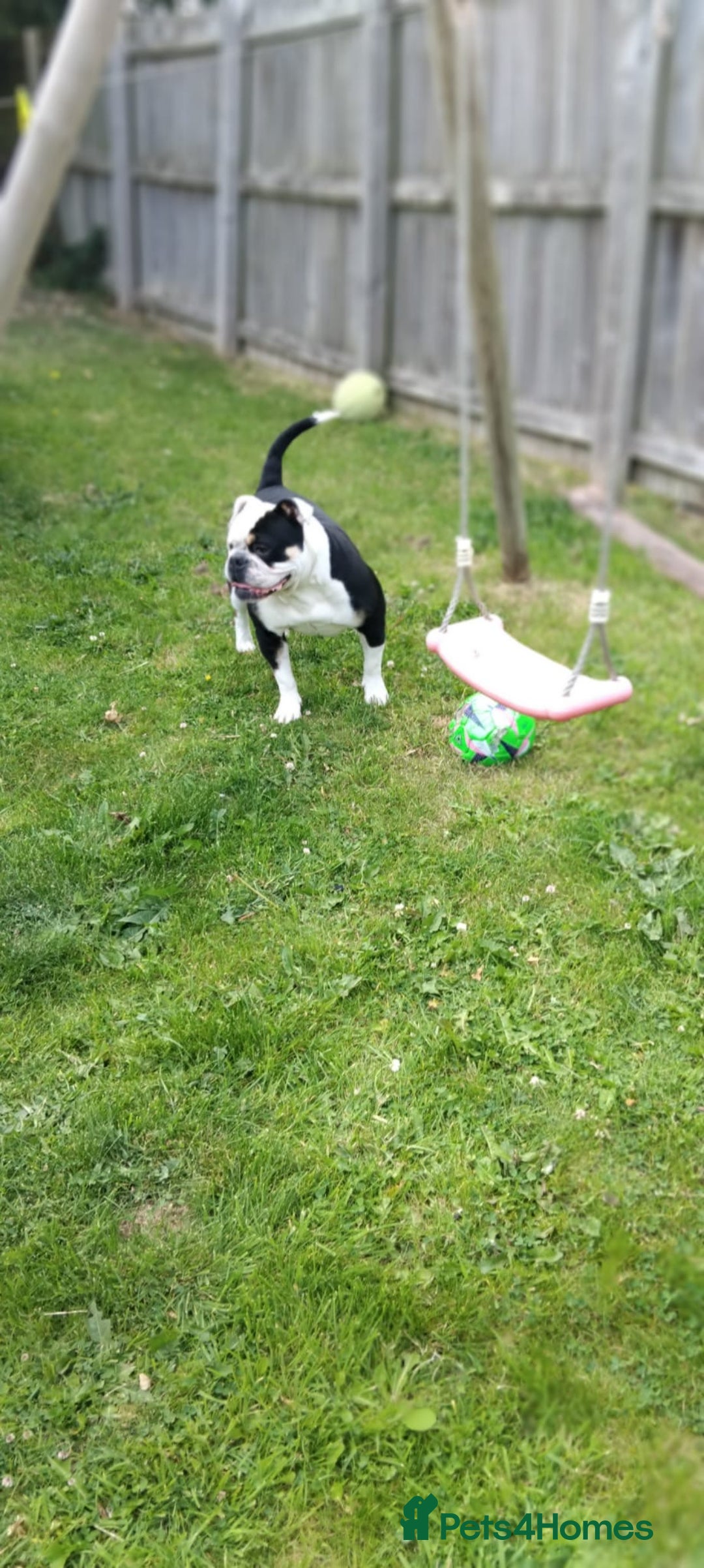 Olde English Bulldogge dogs for sale: Old English bulldog puppies - Image 20