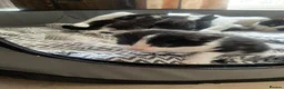 Domestic Shorthair cats for sale: Adorable tux kittens! - Advert 2