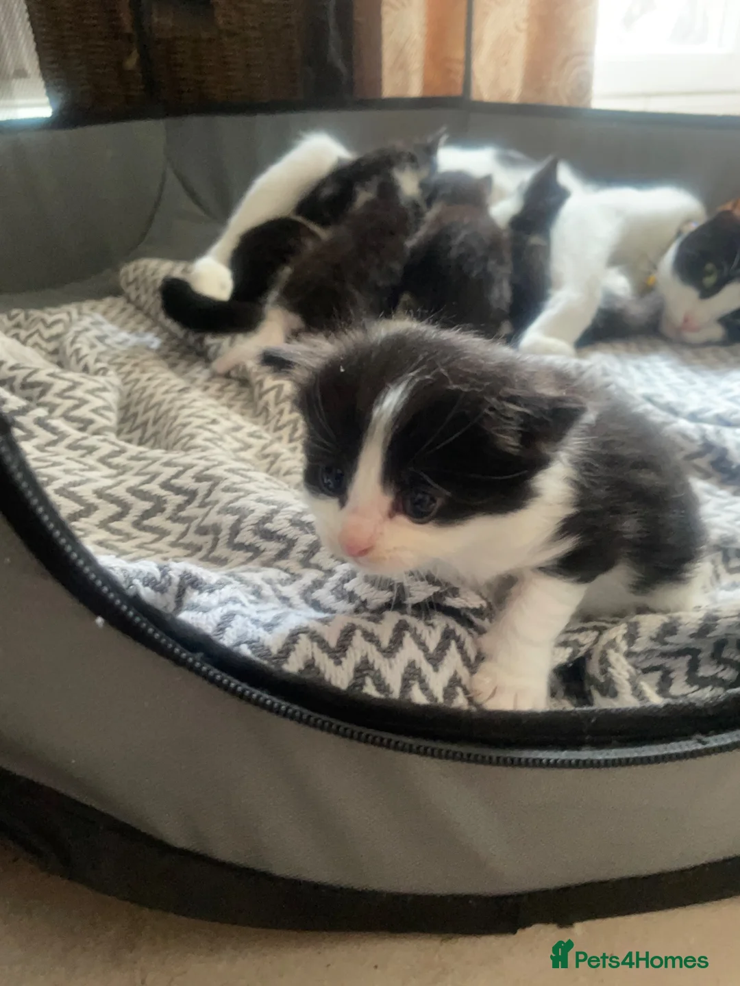 Domestic Shorthair cats for sale: Adorable tux kittens! - Advert 2