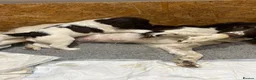 English Springer Spaniel dogs for sale: Beautiful English springer spaniel puppy 🩷🐶 - Advert 6