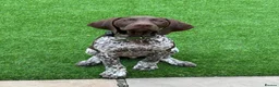 German Shorthaired Pointer dogs for sale: KC Registered German Shorthaired Pointer Puppies - Advert 18