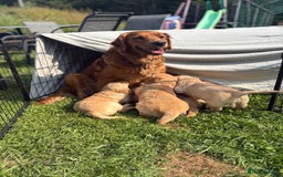 Golden Retriever dogs for sale: 🐾 KC Registered Golden Retriever Puppies 🐾 - Image 13