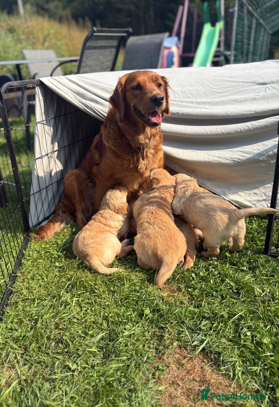 Golden Retriever dogs for sale: 🐾 KC Registered Golden Retriever Puppies 🐾 - Image 13