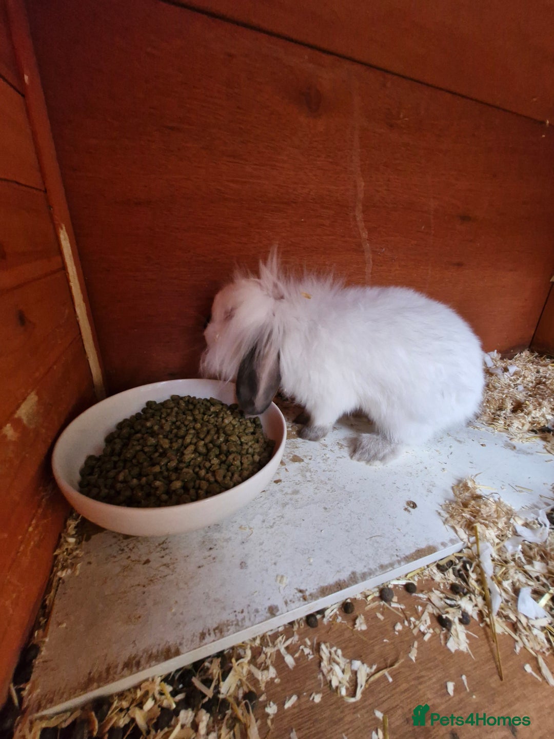 Lionhead rabbits for sale: Male Lionhead looking for his loving home  - Image 5