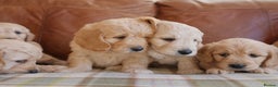 Mini Goldendoodle dogs for sale: Quality Health Tested F1 Miniature Goldendoodles  - Advert 9