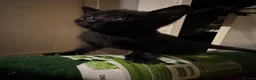 Domestic Shorthair cats for sale: kittens available - Advert 10