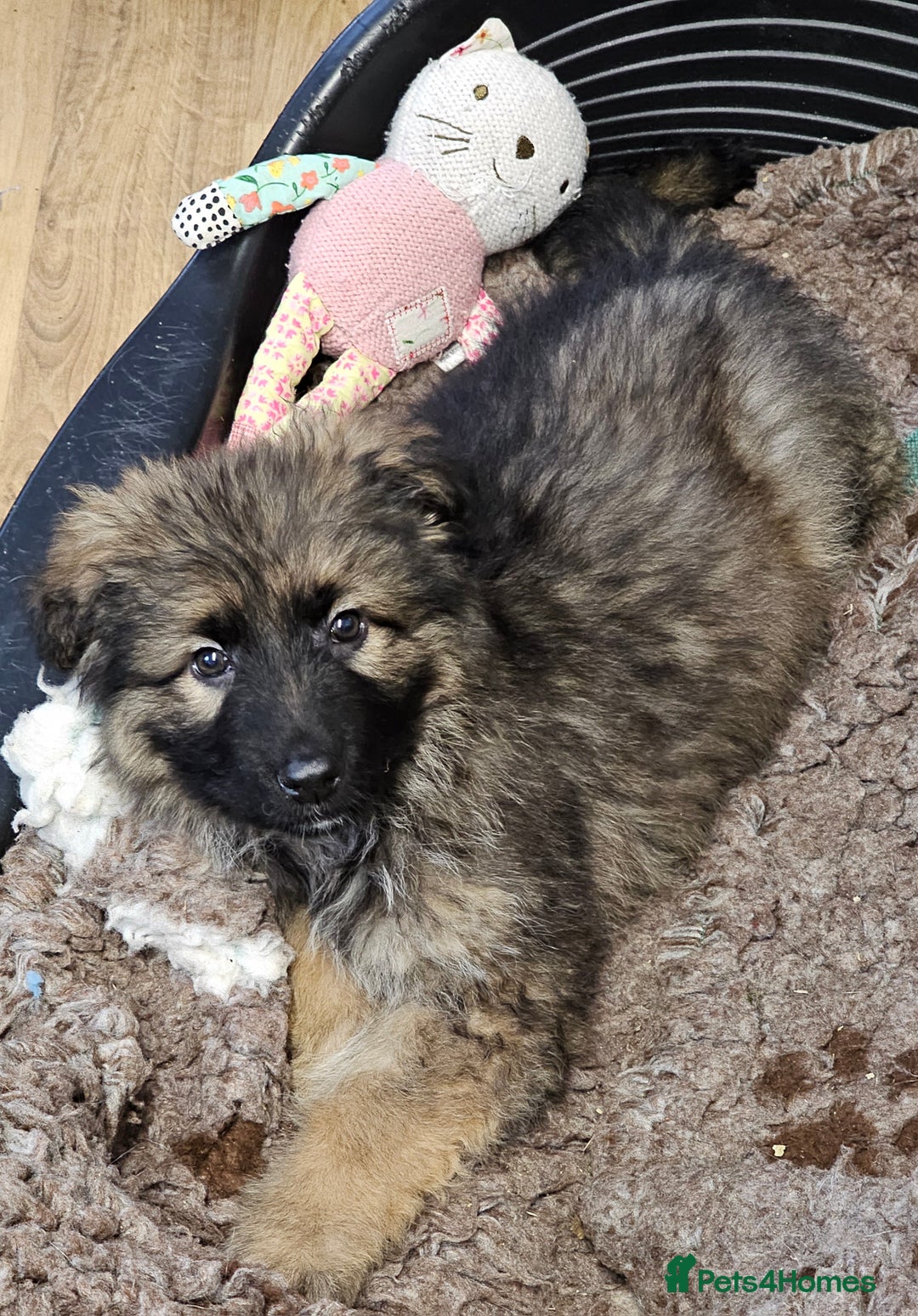 German Shepherd dogs for sale: German Shepherd puppies Kc registered  - Advert 21