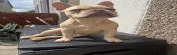 French Bulldog dogs for sale: 7month old french bulldog puppy in Aberdeen - Advert 11