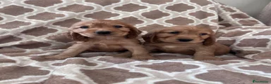Cocker Spaniel 8