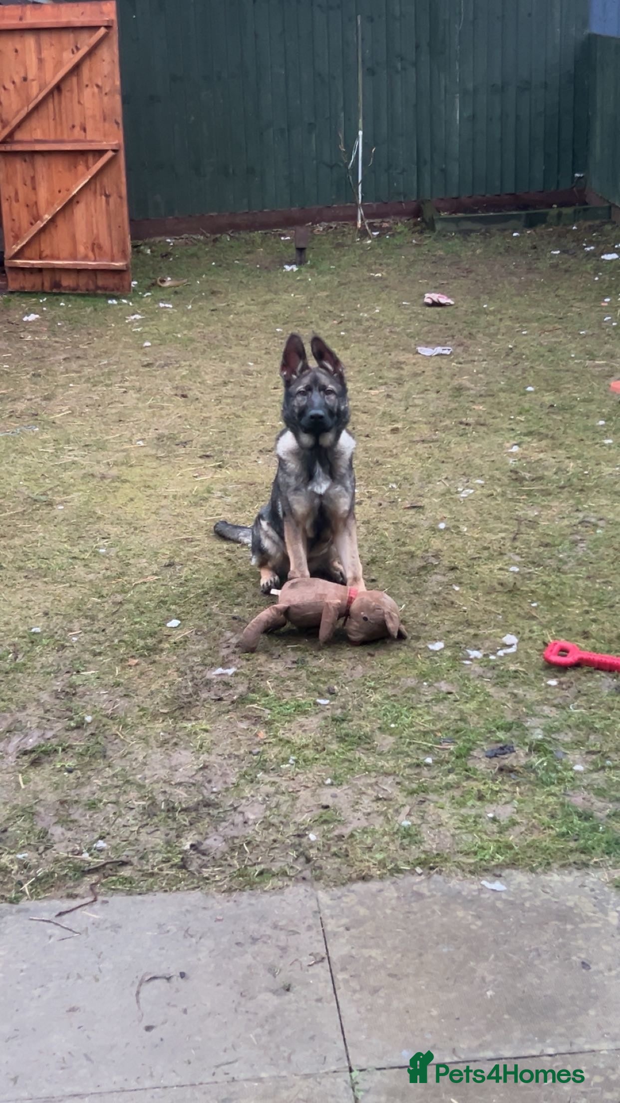 German Shepherd dogs Sasha the Shepard  - Advert 17