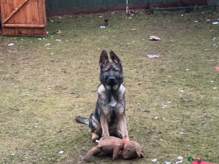 German Shepherd dogs Sasha the Shepard - Advert 4