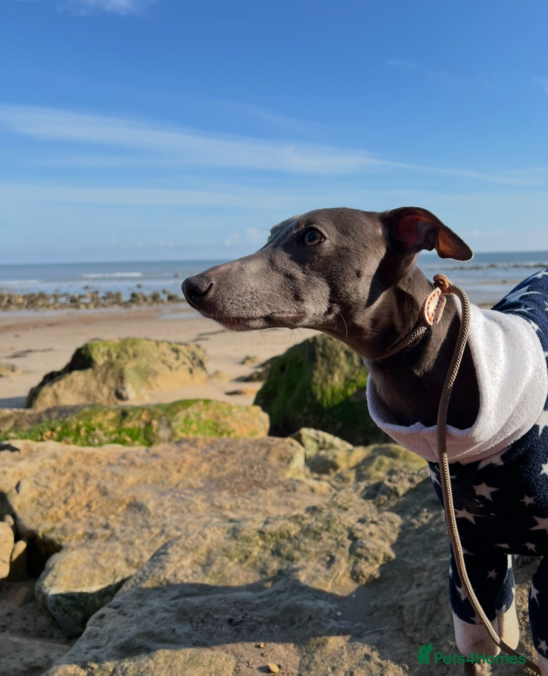Whippet dogs for sale: 💙 Whippet Puppies – Beautiful Blue Litter 💙 - Image 21