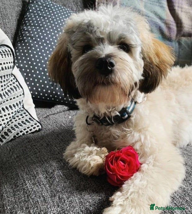 Shihpoo dogs Otis in Derby - Advert 1