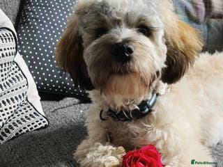 Shihpoo dogs Otis in Derby - Advert 1