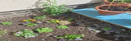 Tortoise reptiles for sale: 3 year old Horsefield Tortoise - Advert 3