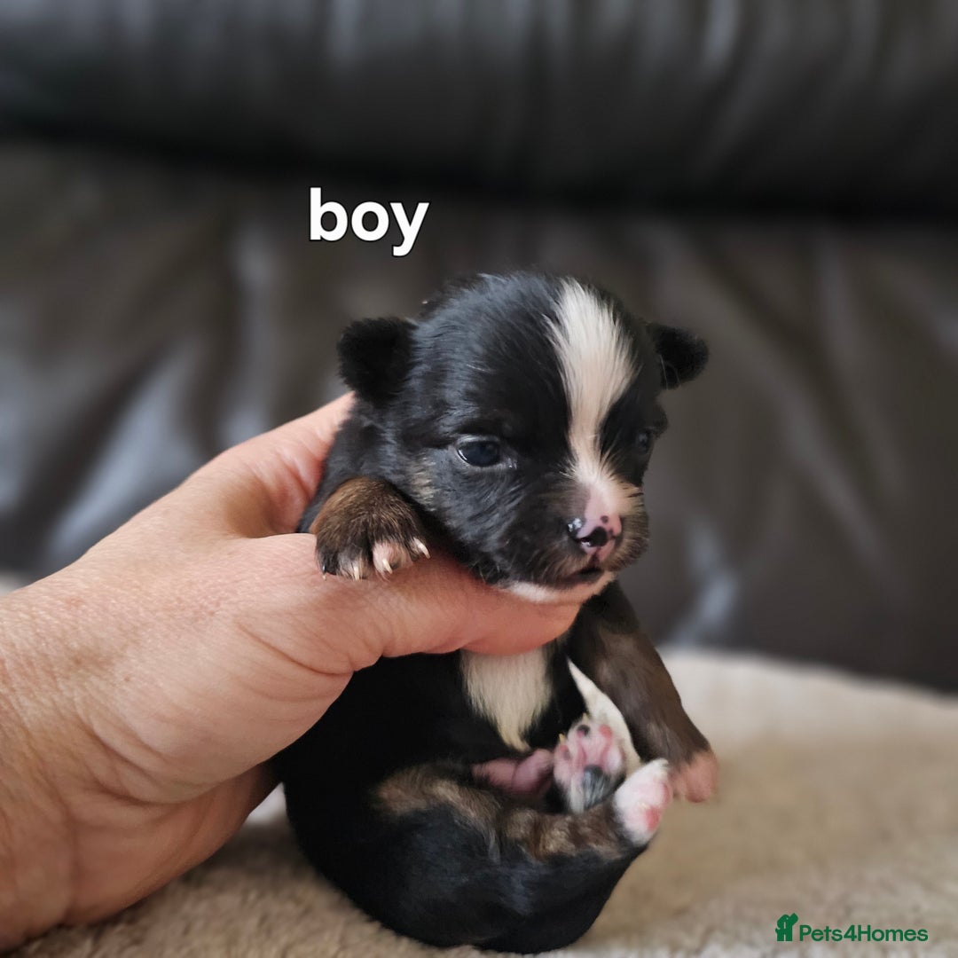 Chihuahua dogs for sale: 3 tiny chiuauas - Advert 5