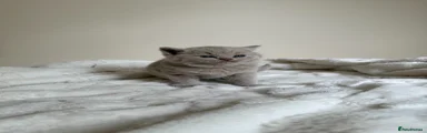 British Shorthair Kitten 2