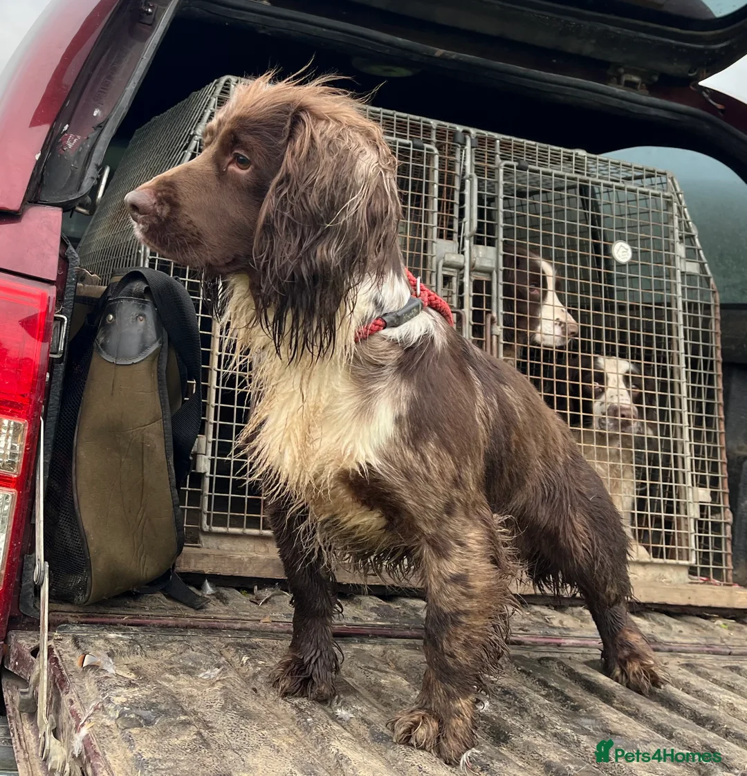 Cocker Spaniel dogs for stud: MERLE cocker spaniel at stud  in Rowlands Gill - Advert 10