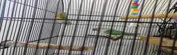 Conures birds for sale: Breeding Conure Pair and Baby Budgies  in Coventry - Advert 5