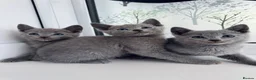 Russian Blue cats for sale: TICA Rusian Blue kittens  - Advert 6
