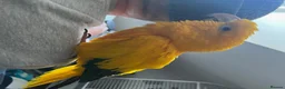 Parrots birds for sale: Sad to sell my beloved 5 year old Male Golden  - Advert 4