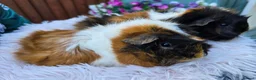 Guinea Pig rodents for sale: 2 x Bonded Girl Guinea Pigs - Advert 2