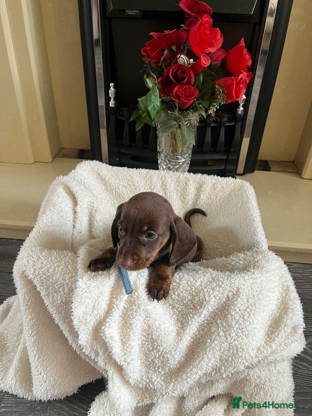 Dachshund dogs for sale: 5 puppies for sale - Image 8