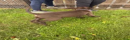 German Shorthaired Pointer dogs for sale: German Shorthaired Pointer puppies  - Advert 10