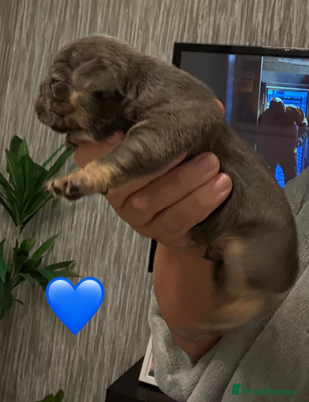 French Bulldog dogs for sale: French bulldog puppies - Advert 10