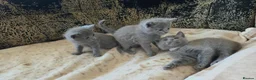 Russian Blue cats for sale: TICA full pedigree RUSSIAN BLUE kittens  - Advert 15