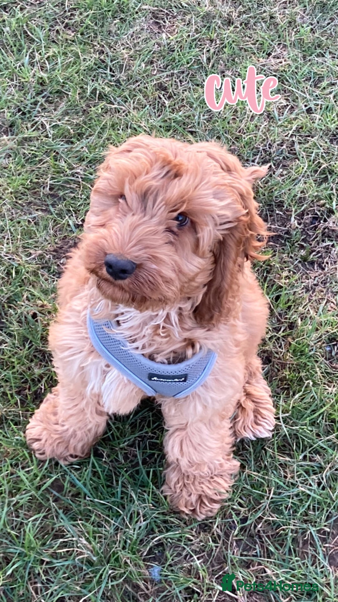 Cockapoo dogs for stud: Cockerpoo for stud  - Advert 8