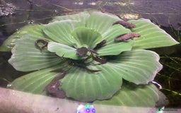Newt reptiles for sale: Alpine newts for sale - Image 3