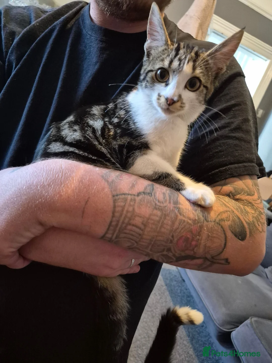 Mixed Breed cats for sale: Beautiful tabby girl  - Advert 1