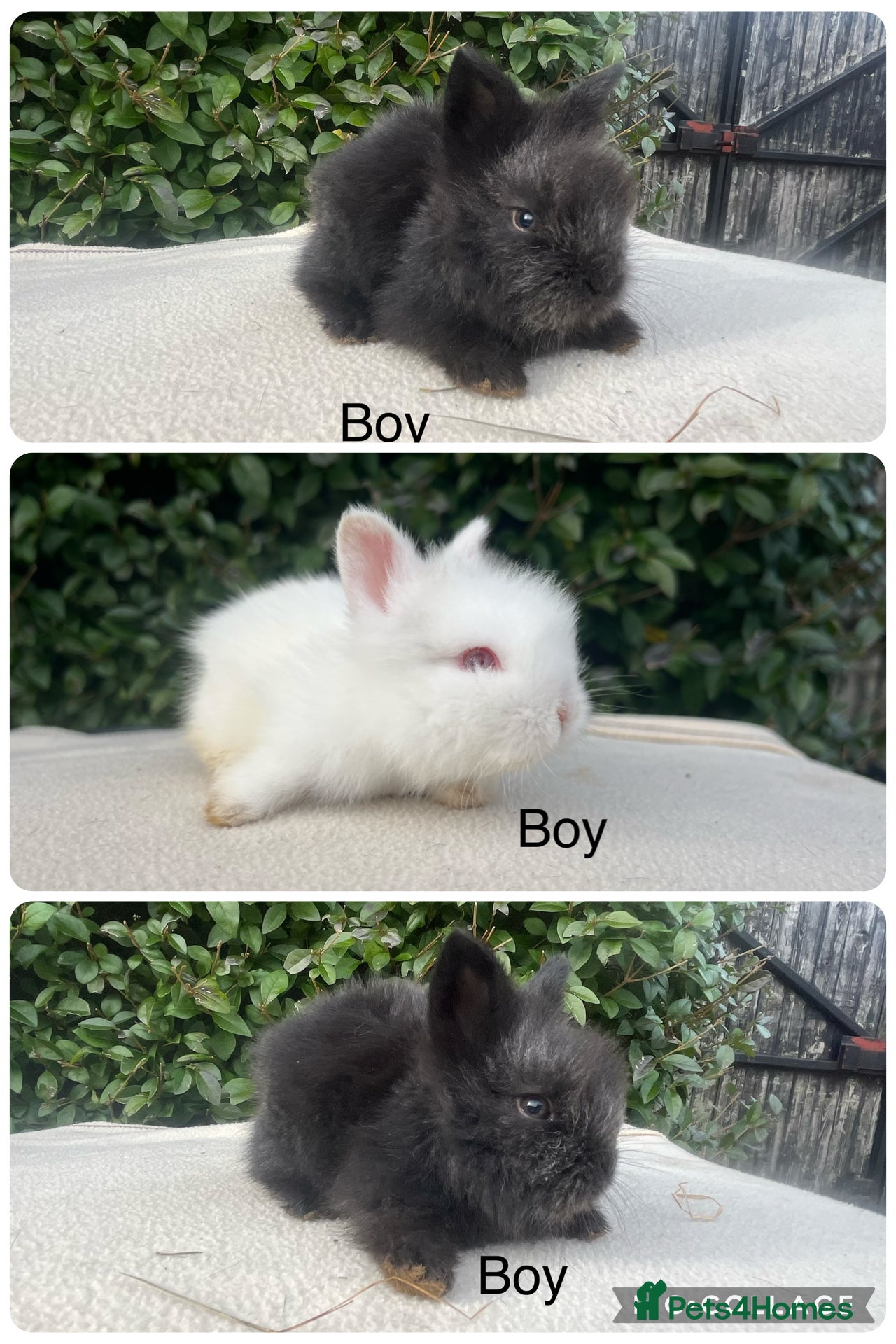 Mini Lop rabbits Mini Lops and mini double manned lionhead  - Advert 13