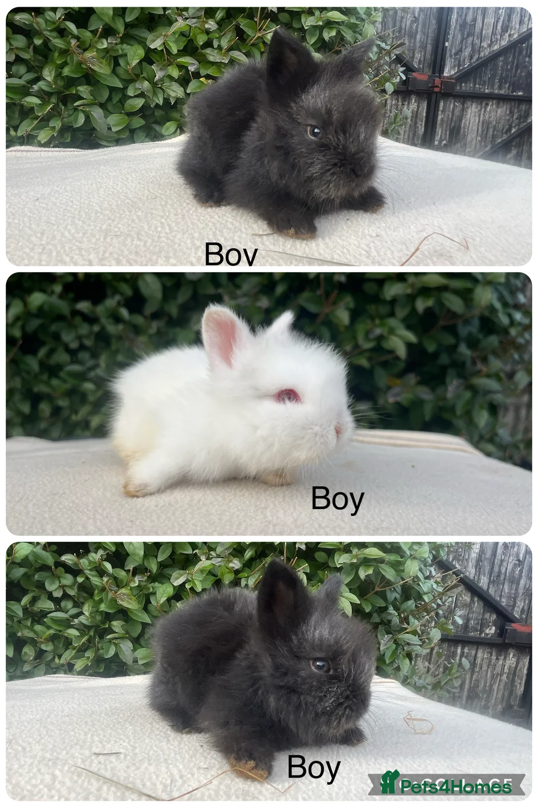 Mini Lop rabbits for sale: Mini Lops and mini double manned lionhead  - Advert 1