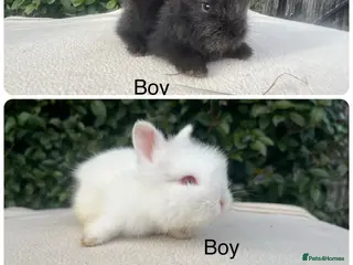 Mini Lop rabbits Mini Lops and mini double manned lionhead - Advert 13